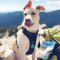 No-Pull Adjustable Padded Dog Harness T8800