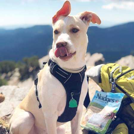No-Pull Adjustable Padded Dog Harness T8800