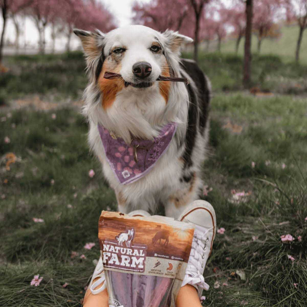 Grain-Free Beef Treats G95412