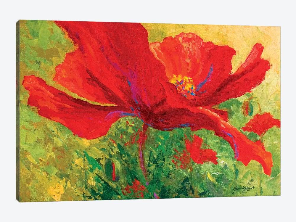 Red Poppy Canvas Art M291257