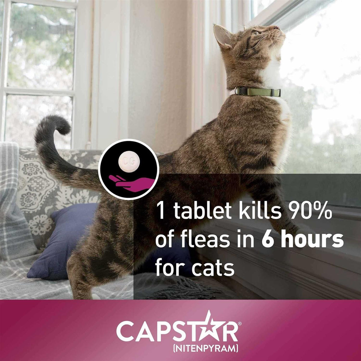 Capstar for Cats I26001
