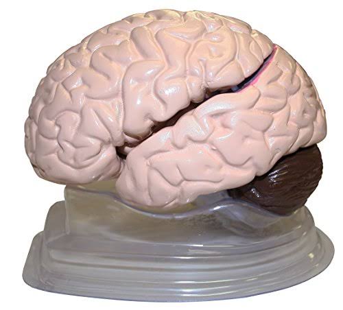 8 Parts Plastic Brain Model Q832