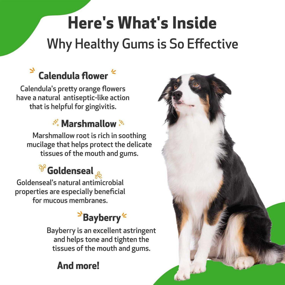 Healthy Gums for Feline Periodontal Health Q842985