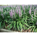 25 Pots Liriope Muscari Classic Blue U71537