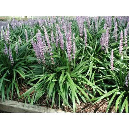 25 Pots Liriope Muscari Classic Blue U71537