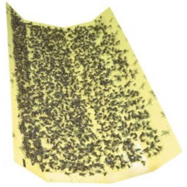 25 Pk Replacement Glue Boards for 911 Trap L259558