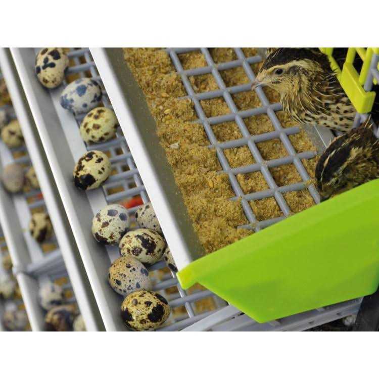Quail Cage 1 Section R2579