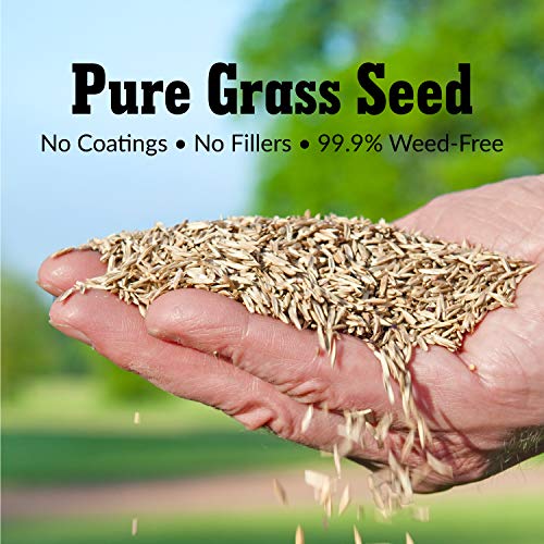 Pure Grass Seed Tall Fescue Sun & Shade Blend 20 lb. Bag W378142