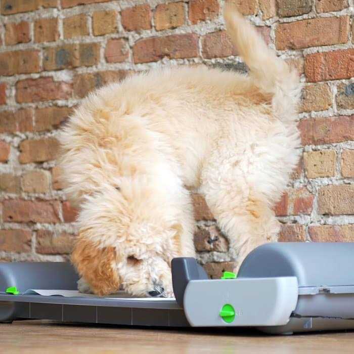 Self-Cleaning Indoor Puppy Potty Pad Y93598