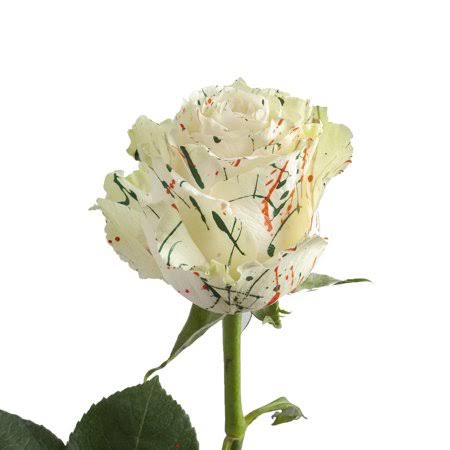 50 Stems Fresh Cut Roses Y8405